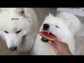 Funny Differences Between Female And Male Samoyeds!