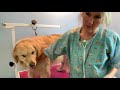 Grooming A Golden Retriever (Step-By-Step)