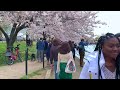 Cherry Blossoms 2023 Tidal Basin Washington DC [4K] Walking Tour