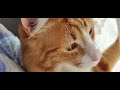 Purring Sunny Ginger Cat (listen to the end)