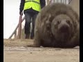 Floppy chubby seal