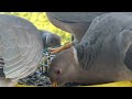 Band tailed pigeons at the feeder. #birds #birdfeeding #wildlife #pigeon
