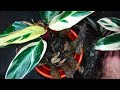 🍂How to Care Calathea Plant at Home - Secrets ✓