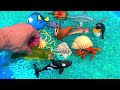 Sea Animals Stuck in Mud with Fun Facts for Kids