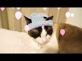 【ハンドメイド】眠いのに重たいものを乗せられて困惑してしまった猫がいます Handmade hat for cats