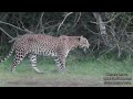 A Leopard In The Jungle In Its Afternoon Stroll