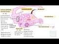 OVARIAN TUMORS -  Part 1 : Classification