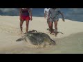 Crocodile Island: The Land Of Killer Crocs And More (Wildlife Documentary) | Real Wild