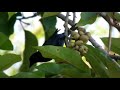 Asian glossy starling (Aplonis panayensis) | sound | call | song