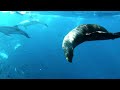 THE OCEAN 4K.  Scenic Wildlife Film with Under the Sea Music.