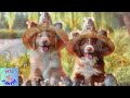 SOOTHING PET MUSIC!🎶💗🐕Calm & Relax Your Pets🤗🐩on👒”National Straw Hat Day”!👒🎉
