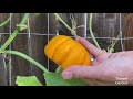 How to Grow Jack Be Little Pumpkins in Containers from Seed - Easy Planting Guide