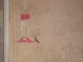 Our Resident Hummingbird
