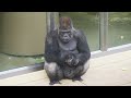 Huge Silverback Gorilla Never Yield To Young Male's Challenge | The Shabani Group