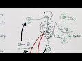 Entamoeba histolytica life cycle ( hindi ) | Amoebic dysentry | parasitic protozoan