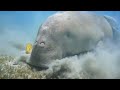 lovely footage ever dugong store 😍