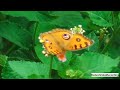 Beautiful Orange Colour Butterfly