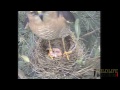 Sparrowhawk Blackbird Predation 060412