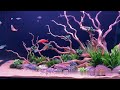 Unbelievable Angelfish Aquarium! Beautiful & Clean Angelfish Aquascape