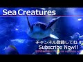 【4K Japan Aquarium】Sea Creatures【Subscribe now!! & Give me a thumbs up!!】