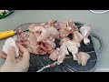 How to Cut a Chicken in Under 5 Minute || ghur m murghi ko katny ka tarika || How to cut chicken