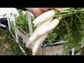 Grow Giant Daikon Radishes! Japanese Minowase Propagation | Raised Bed Gardening