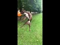 Dogs That Fly - American Pit Bull Terriers Show Their Jumping Agility   #Shorts