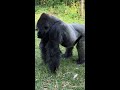 When a Gorilla Had Enough Of People taking pics - watch the Funniest Moment at The Zoo!