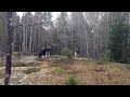 Two moose in Vilsta forest