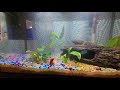 quick fishtank video