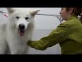 Transforming This Beautiful Rescued Husky Before His Adoption Day