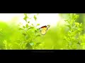 Lots of Butterfly Flying in Flowers Garden  Butterflies Pollinate Flowers Shubh photography studeo