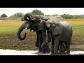 4K African Wildlife: Virunga National Park | The Fight for Survival | Savage Kingdom MEGA EPISODE