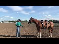 How to teach your horse to stop pulling back on the lead rope