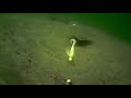 Underwater Flounder/Fluke Fishing Behavior!