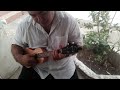 C blues on the soprano ukulelay VID 20240710 105136