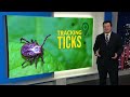 It's tick season in Colorado: Here's what to know