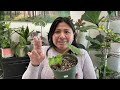 No las tires, Propaga begonias por una sola hoja | Sustrato para Begonias