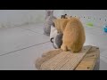 Funniest Cats 😆🐱 Best Funny Animals 2024 🙀😂