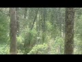 THE FOREST CINEMATIC B-ROLL