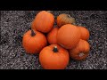 How to Grow Pumpkins from Seed | From Start to Finish | 4 Simple Steps (UK)