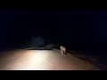 LION WALKING AT NIGHT. ZAMBIA