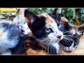 Street Kitten's Incredible Love for Mother Cat | Amazing Story