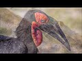 Our African Safari Episode 2 Birds of the Okavango Delta