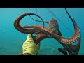 Octopus Fishing: In 3 meters below the boat