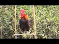 tame red jungle fowl flying chicken in my home