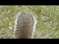 Kissimmee Prairie Preserver squirel up close