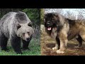 10 Dog Breeds That Look Like Bears (and Teddy Bears)