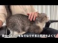 生後1ヶ月半の子猫を初めてドライヤーで乾かしたら怖くてこうなっちゃいました…