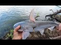 Shark Fishing The Mississippi River